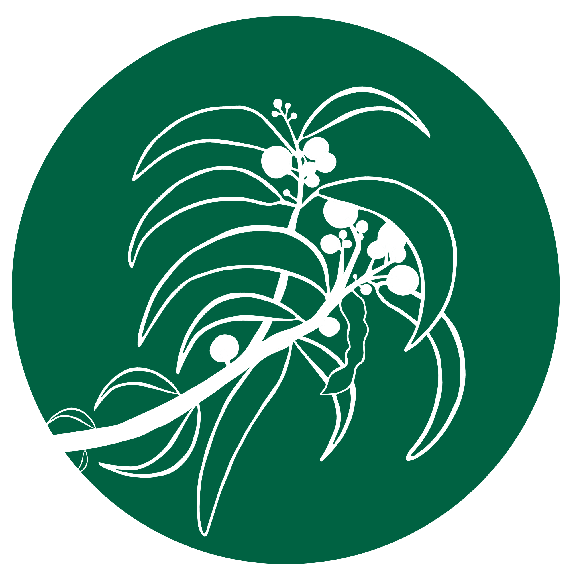 koa branch graphic green background